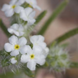 White Geranium Flower