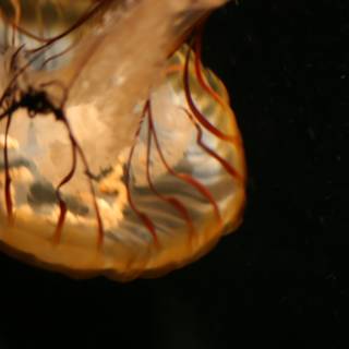 Majestic Jellyfish in the Deep Blue Sea