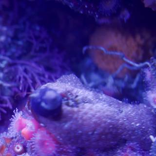 Purple Majesty Under the Sea - Monterey Bay Aquarium, 2023