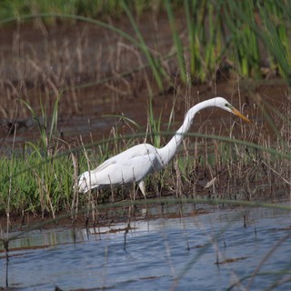 Great Egret Hunting in Wetland Marsh