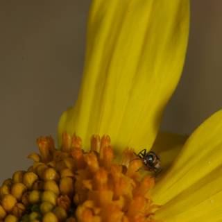 Buzzing Insect on Vibrant Yellow Flower