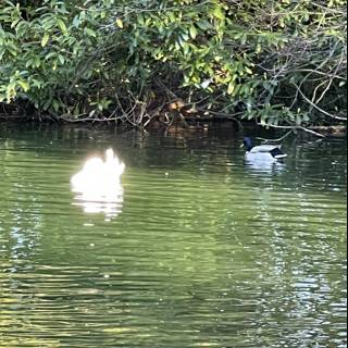 Swimming Ducks near Trees at Stow Lake