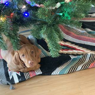 Cozy Christmas Companion