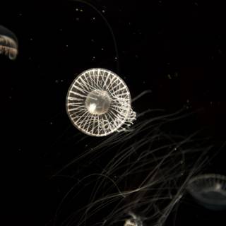 Wheel of Jellyfish