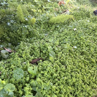 Lush Garden Ground Cover and Moss Detail
