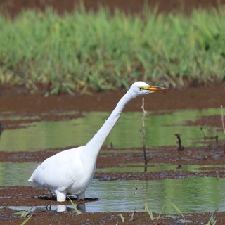 Great Egret Wading in Shallow Wetland Waters