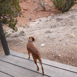 Curious Vizsla Standing on Wood Deck