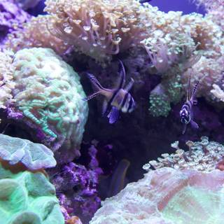 Swim among the Coral Reef