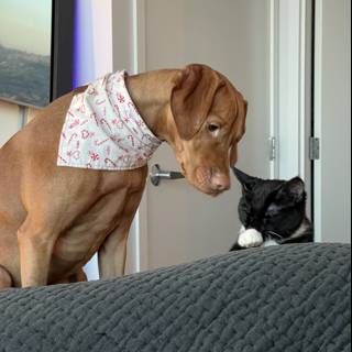 Canine and Feline Stare-Down