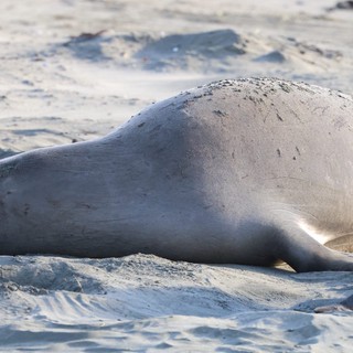 Elephant Seal Resting on Sandy Beach at Drakes Beach