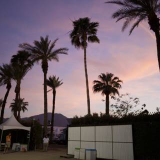 Palms and White Fence at Coachella