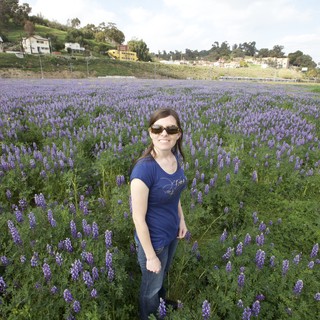 lupine