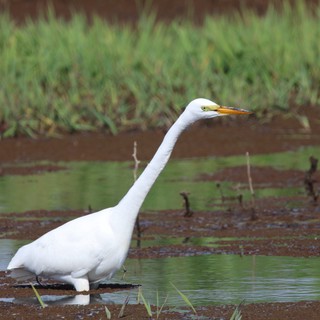 Great Egret Wading in Muddy Wetland Waters