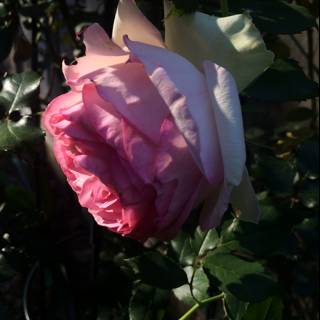 Blooming Rose in Altadena