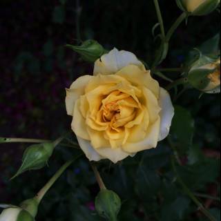 A Sunny Yellow Rose in Altadena