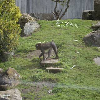Primate Promenade at SF Zoo, 2024