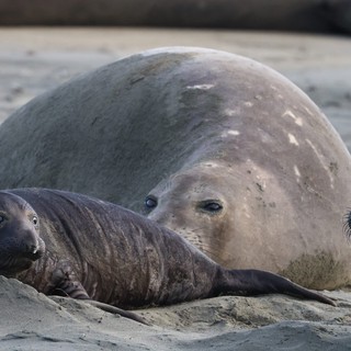 Elephant Seal Mother and Pup at Drakes Beach
