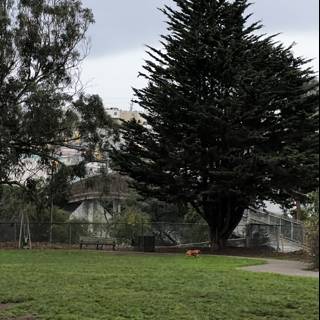 Majestic Evergreen Tree in the Park