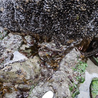 Dense Mussel Colony Thriving on Coastal Tide Pool Rocks