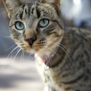 Curious Tabby Cat with Striking Blue-Green Eyes