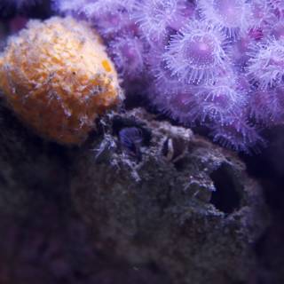 Vibrant Vignettes from the Deep - The Purple Sea Anemone
