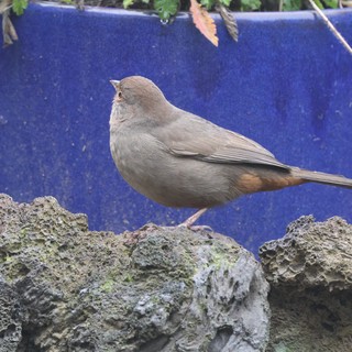 Gray-Brown Bird Perched on Textured Stone Wall