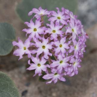 Purple Geranium Flower on Sandy Ground