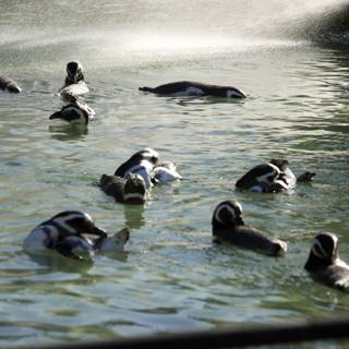 Penguin Pool Party at SF Zoo, November 2023