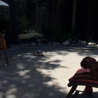 Two Canine Companions on Altadena Walkway