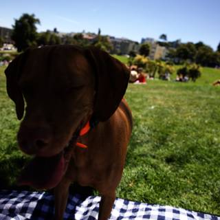 Summer Bliss: A Sunday at Delores Park