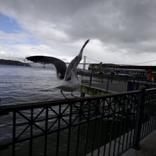 Seagull Soars Over the Waterfront