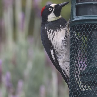 Acorn Woodpecker at Garden Bird Feeder