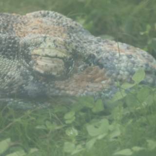 Slumbering Giant: The Monitor Lizard at Honolulu Zoo