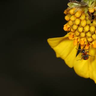 Bee Collecting Pollen on a Yellow Flower