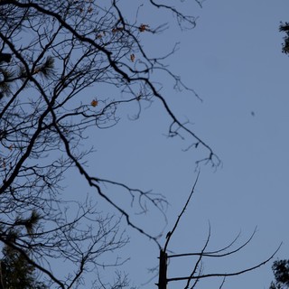 Bare Winter Branches Against Twilight Sky in Yosemite