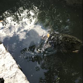 A Turtle's Oasis