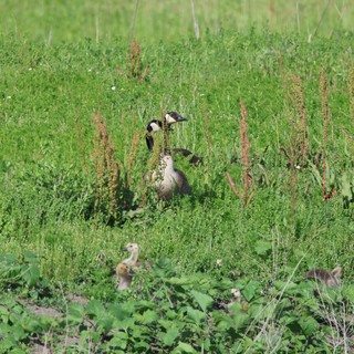Canada Geese with Goslings in Wetland Grassland