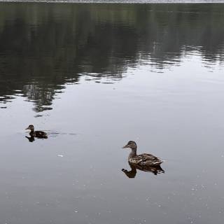 Serene Ducks at Mountain Lake