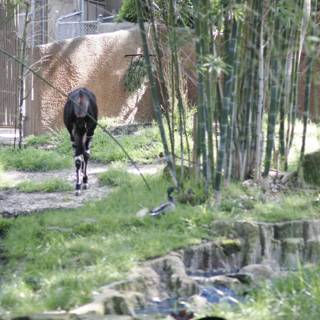 Mysterious Black Animal in the Zoo