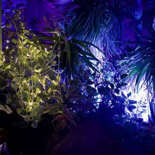 Enchanted Night at Ruth Bancroft Garden