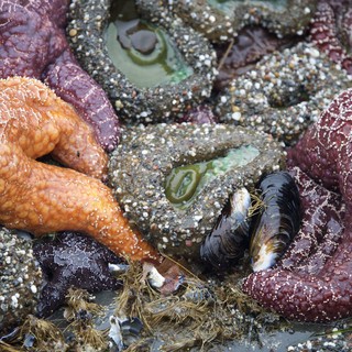 Vibrant Sea Stars Clustered in Pacific Tide Pool