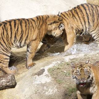 Tigers Quenching Their Thirst