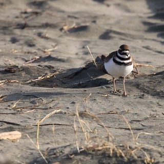 Killdeer Shorebird on Sandy Beach with Debris
