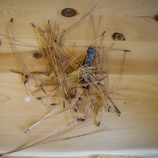 Aftermath of Nail Mishap on Wood Surface