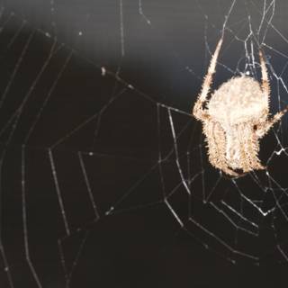 Garden Spider Weaving a Web