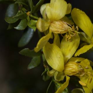 Vibrant Yellow Flowers on Branch with Leaves