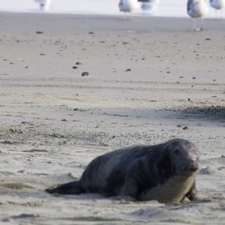 Elephant Seal Pups Vocalizing on Sandy Beach