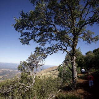 Hikers on Sunlit Trail at Mount Diablo Summit