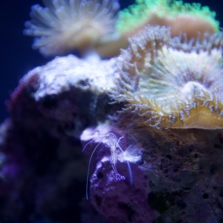 Vibrant Coral Reef Community with Small Shrimp