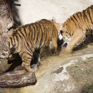 Splashing Tigers